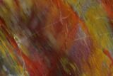 Colorful Petrified Wood (Araucarioxylon) Section - Arizona #133222-1